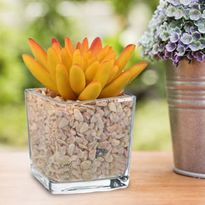 Imagen de Pecera vidrio cuadrada 12cmx12cm