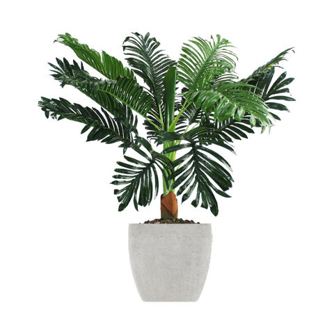 Imagen de Planta artificial Palmera 90 cm de altura