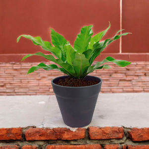 Imagen de Maceta plástica